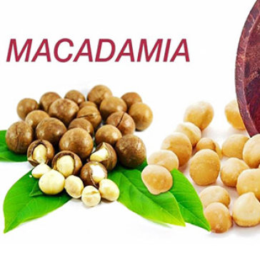 500gr Hạt Mắc ca Nhập Khẩu Úc