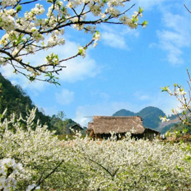 HOT - Tour Mộc Châu 2N1Đ, Nghỉ Tại Khách Sạn Mường Thanh Luxury Hotel 5* Cho 1 Người
