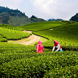 HOT! Tour Cao Nguyên Mộc Châu 2N1Đ Nghỉ Tại Khách Sạn Tiêu Chuẩn 3 Sao - Cho 1 Người