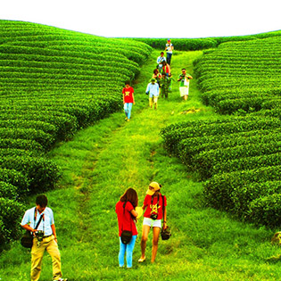 HOT Tour Cao Nguyên Mộc Châu 2N1Đ Nghỉ Tại Khách Sạn 2 Sao Cho 01 Người