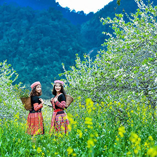 Tour Hà Nội - Mộc Châu - Mai Châu - Hà Nội 2N1Đ Ngủ Nhà Sàn - Khởi Hành Thứ 7 Hàng Tuần - Cho 01 Khách