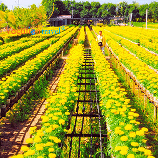 Tour Cao Lãnh – Sa Đéc 2N1Đ Khu Di Tích Gò Tháp + Đồng Sen Tháp Mười + Vườn Quốc Gia Tràm Chim + Làng Hoa Sa Đéc + Chùa Phước Kiểng – Khởi Hành Thứ 7 Hàng Tuần