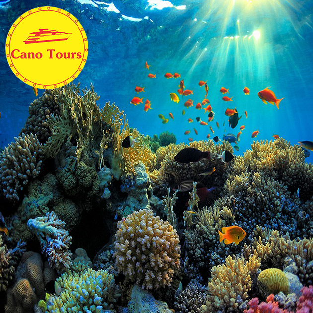 Tour Cano Nha Trang 3 Đảo 1 Ngày - Ngắm San Hô - Tắm Bùn Hòn Tằm