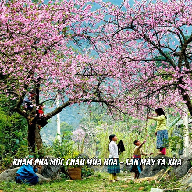 Mộc Châu mùa hoa là một trong những điểm đến hấp dẫn của miền Bắc Việt Nam với khung cảnh thơ mộng, tràn ngập màu sắc hoa. Hãy chiêm ngưỡng những bông hoa đua nở trên đồng cỏ xanh mướt, chắc chắn sẽ khiến bạn thích thú và muốn tìm hiểu hơn về nơi này.